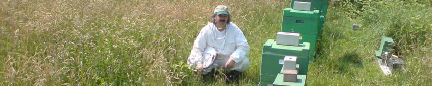 Imkerei Bienen - Bruchmann